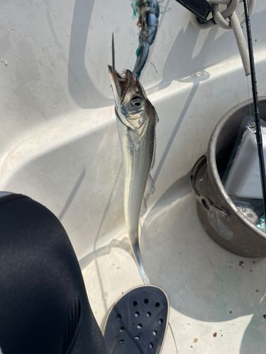 タチウオの釣果