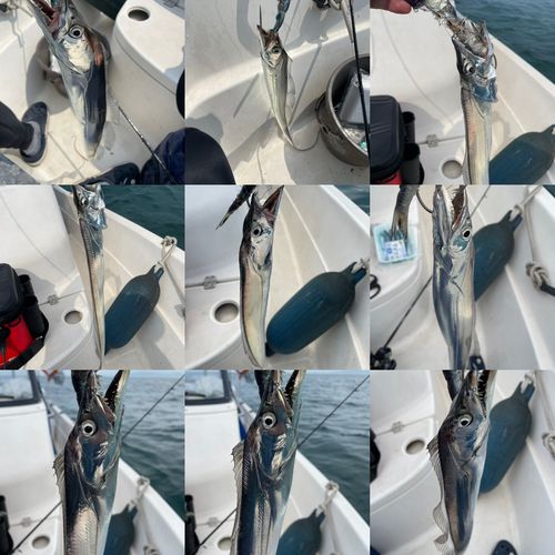 タチウオの釣果