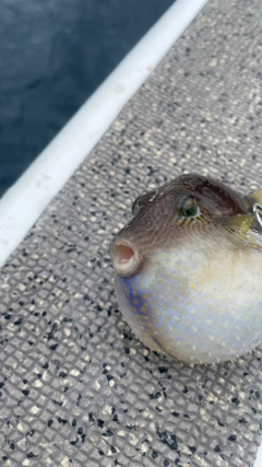 キタマクラの釣果