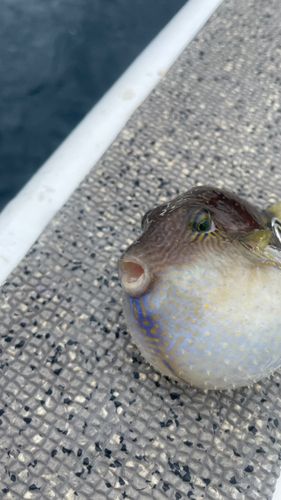 キタマクラの釣果