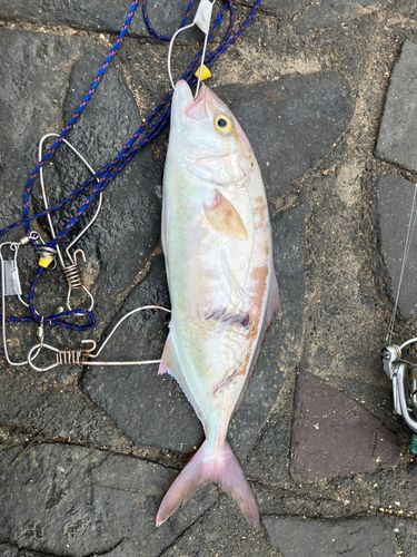 ショゴの釣果