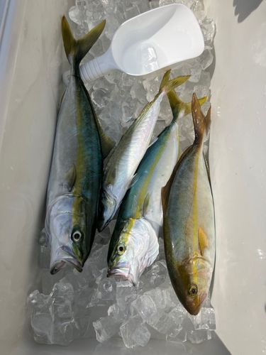 ショゴの釣果
