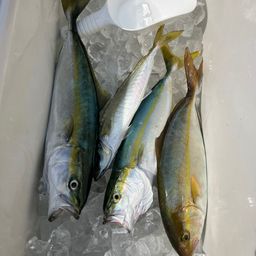 ショゴ