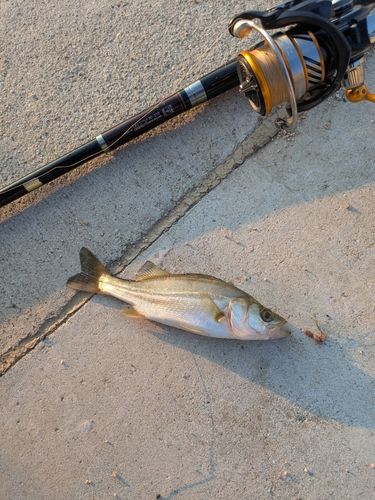 キビレの釣果