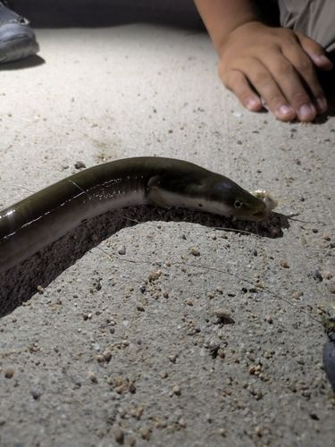 ウナギの釣果