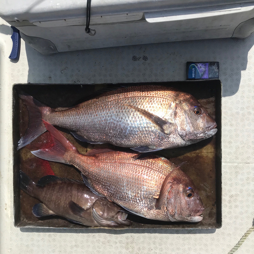 マダイの釣果