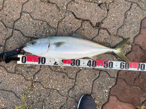 メジロの釣果