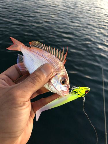 チダイの釣果