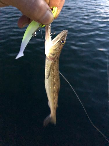 エソの釣果