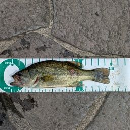 スモールマウスバス