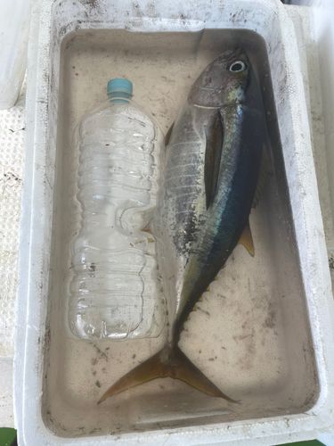 青ヶ島