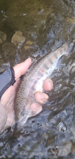 ヤマメの釣果