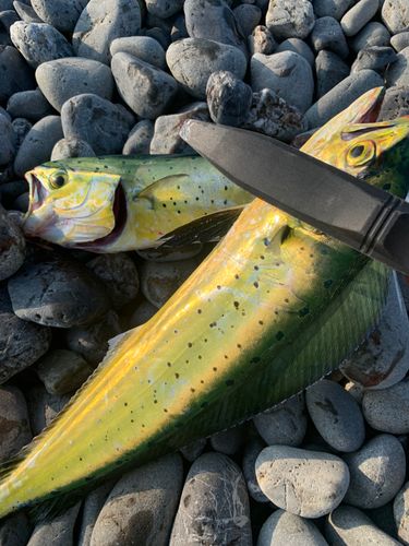 シイラの釣果