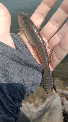 マハゼの釣果
