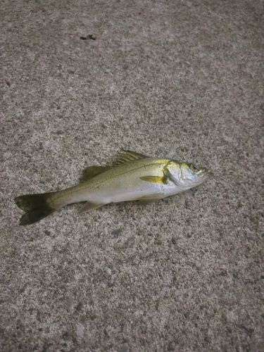 セイゴ（ヒラスズキ）の釣果