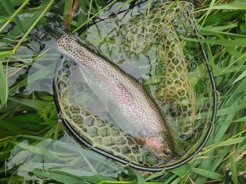 ニジマスの釣果