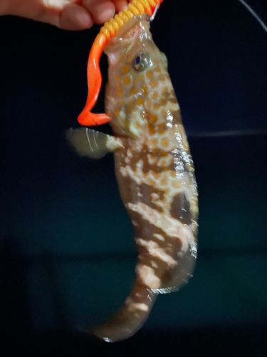 キジハタの釣果