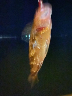 キジハタの釣果