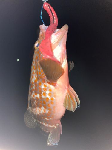 キジハタの釣果