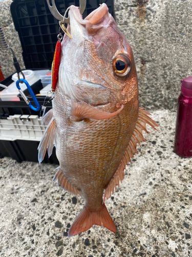 マダイの釣果