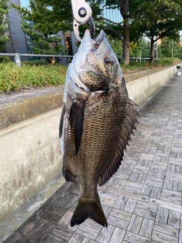クロダイの釣果