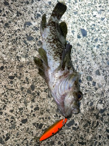 ムラソイの釣果