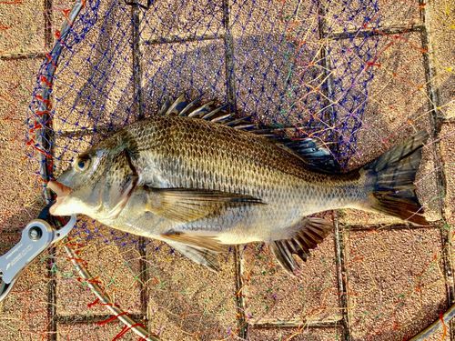 クロダイの釣果
