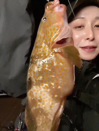 キジハタの釣果