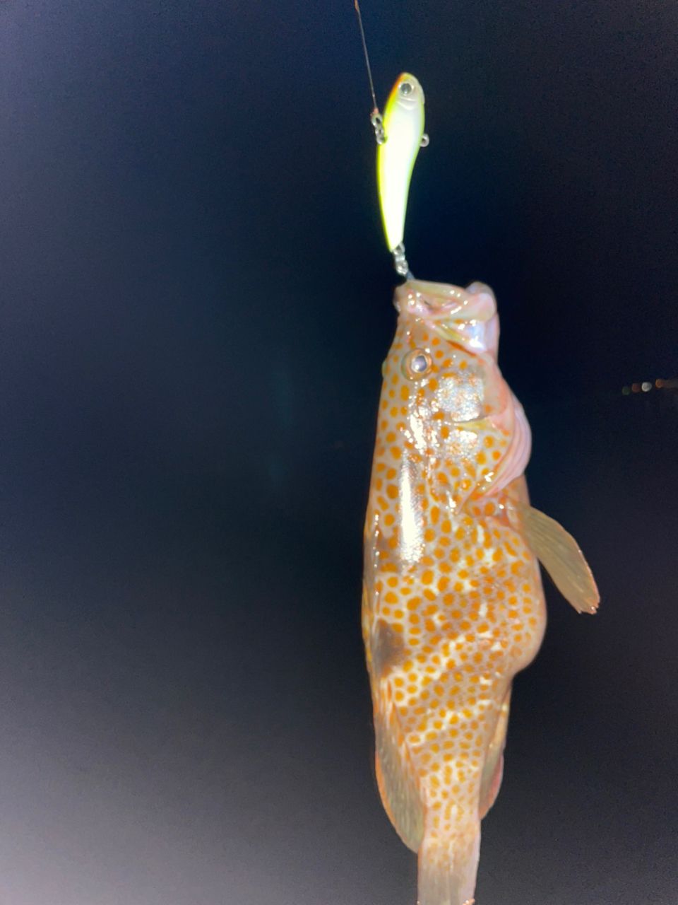 キジハタ