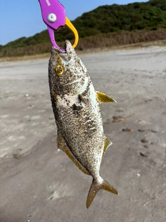 ショゴの釣果