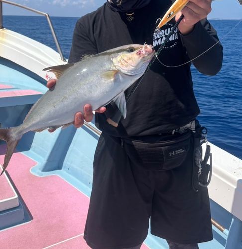 ヒレナガカンパチの釣果