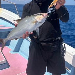 ヒレナガカンパチ