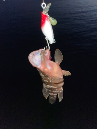 キジハタの釣果