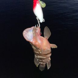 キジハタ