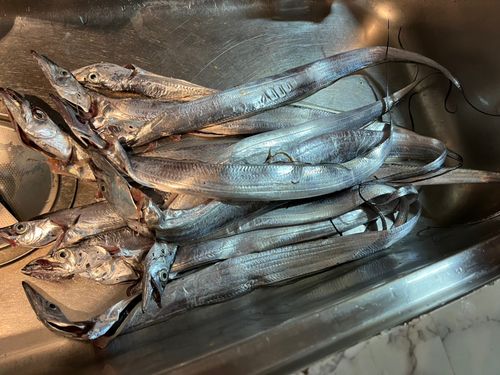 タチウオの釣果