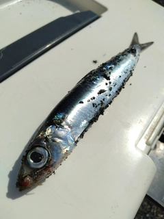 イワシの釣果