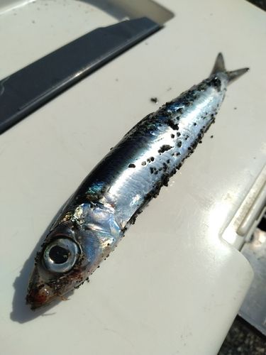 イワシの釣果