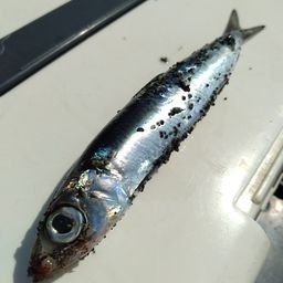 イワシ