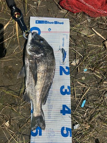チヌの釣果