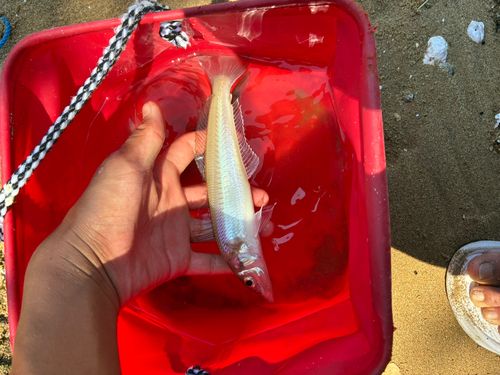 シロギスの釣果