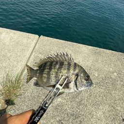 チヌ