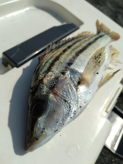シマイサキの釣果