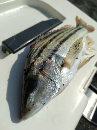 シマイサキの釣果