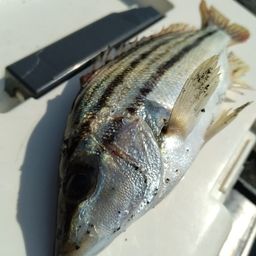 シマイサキ