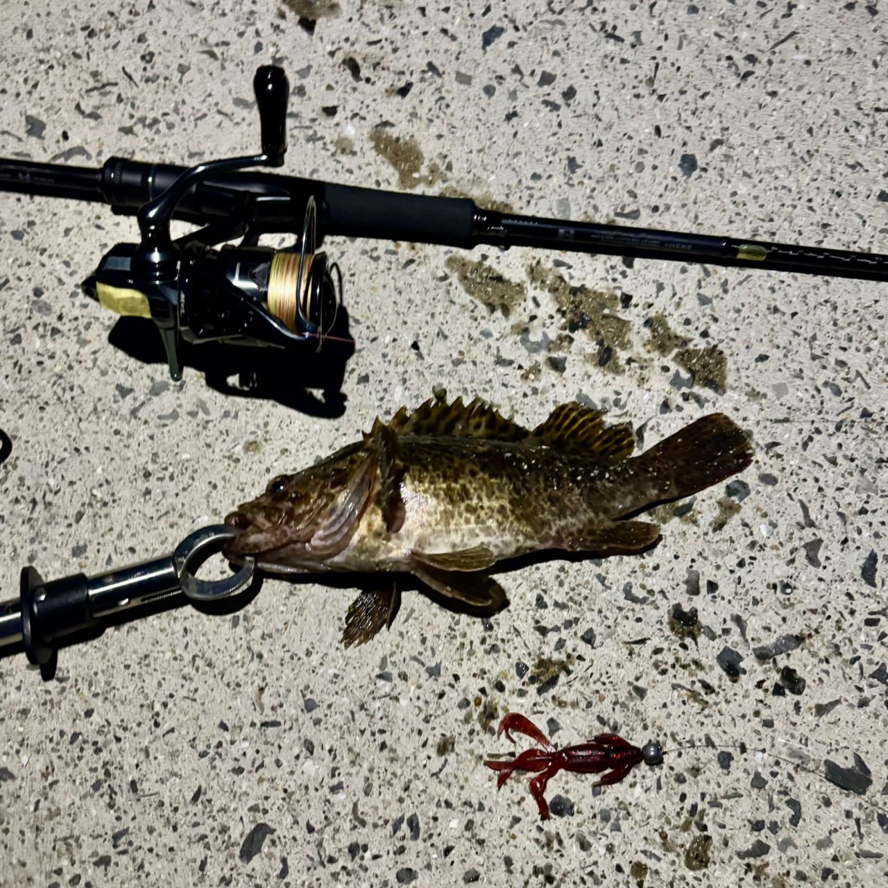 タケノコメバル