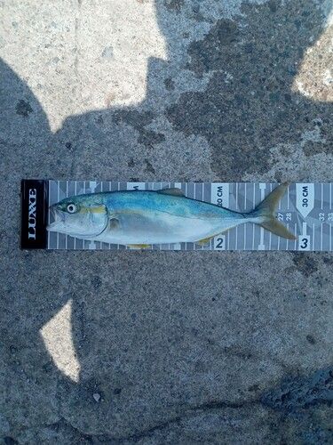 ワカシの釣果