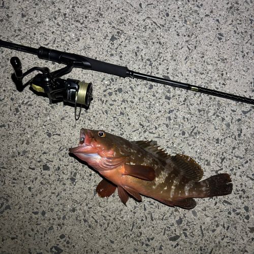 アコウの釣果