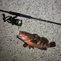 アコウ
