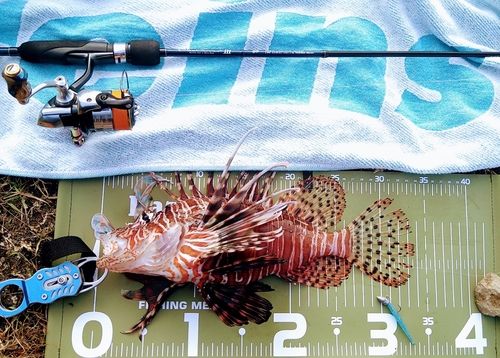 ハナミノカサゴの釣果