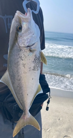 ショゴの釣果
